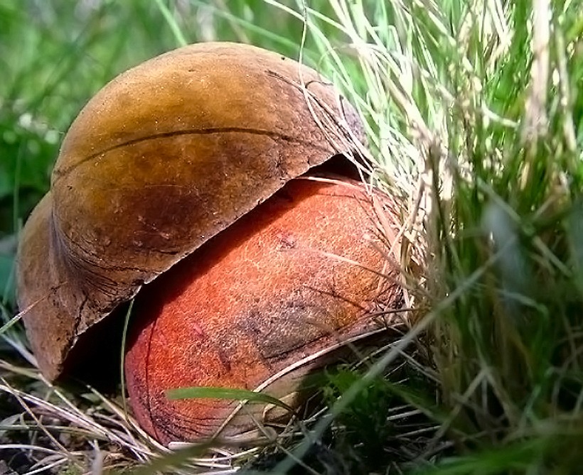 Boletus erythropus - Porcino dal piede rosso