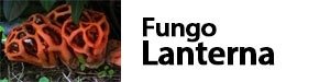 Clathrus ruber - Fungo lanterna