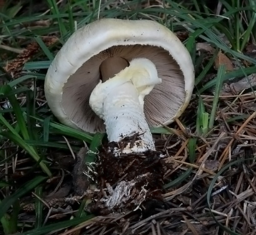 Agaricus arvensis - Prataiolo maggiore