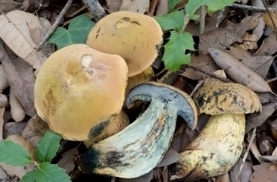 Boletus luridus - Boleto lurido