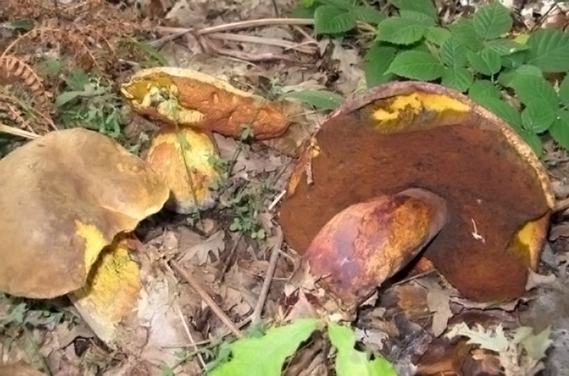 Boletus luridus - Boleto lurido