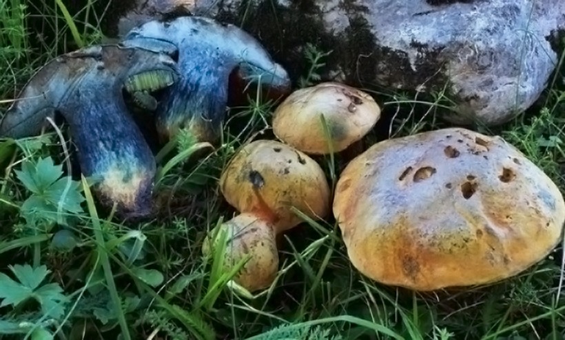 Boletus luridus - Boleto lurido