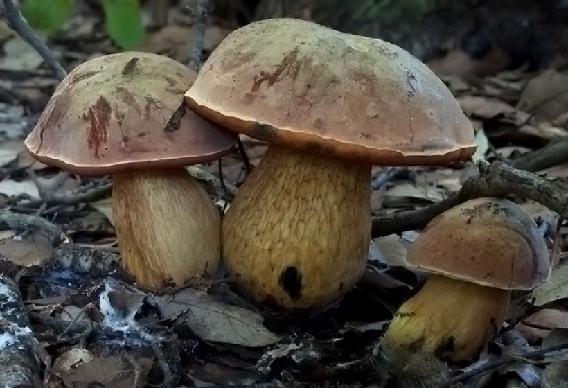 Boletus luridus - Boleto lurido