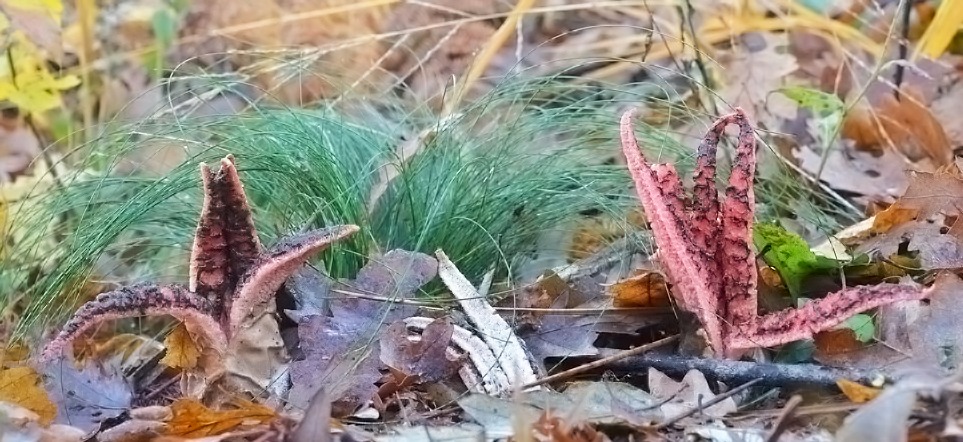 Clathrus archeri - Fungo polpo