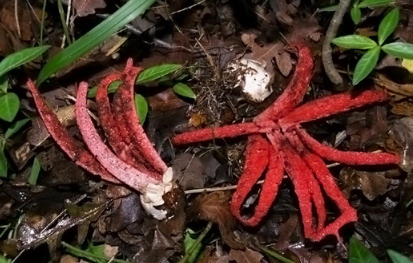 Clathrus archeri - Fungo polpo