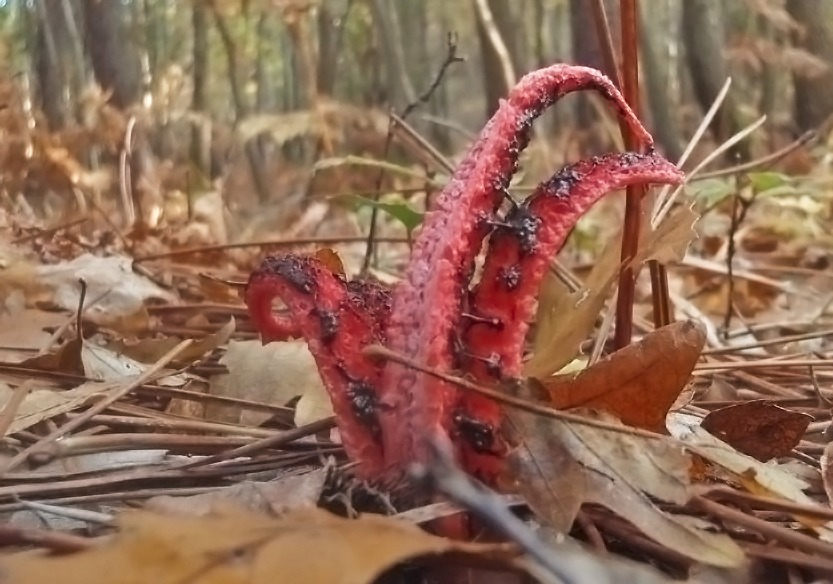 Clathrus archeri - Fungo polpo