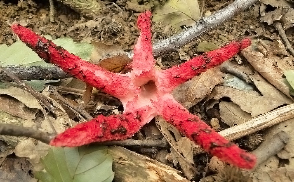 Clathrus archeri - Fungo polpo