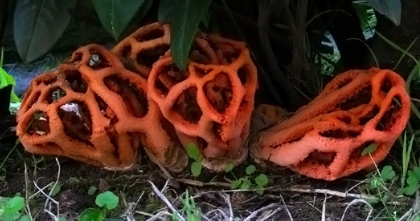 Clathrus ruber - Fungo lanterna