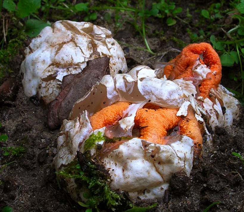 Clathrus ruber - Fungo lanterna