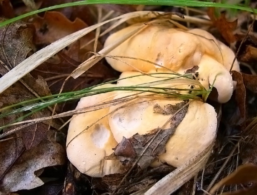 Hydnum repandum - Fungo Steccherino