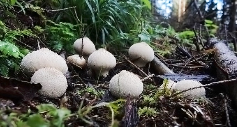 Lycoperdon perlatum - Fungo Vescia