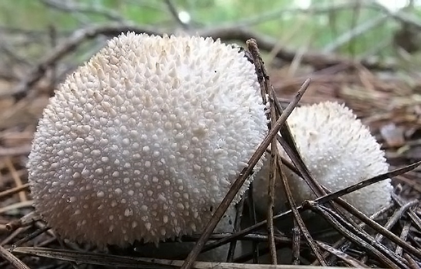 Lycoperdon perlatum - Fungo Vescia