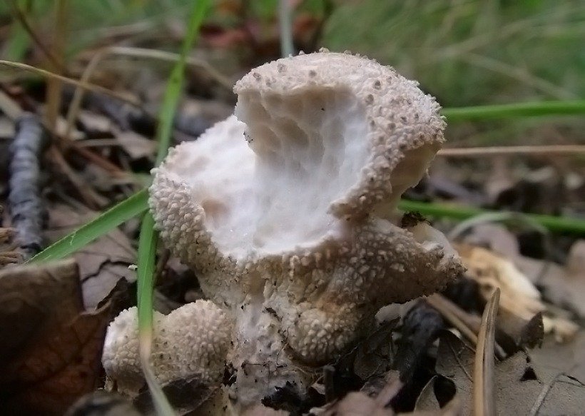 Lycoperdon perlatum - Fungo Vescia Lycoperdon perlatum - Fungo Vescia