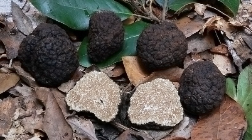 Tuber aestivum - Scorzone - Tartufo Nero Estivo