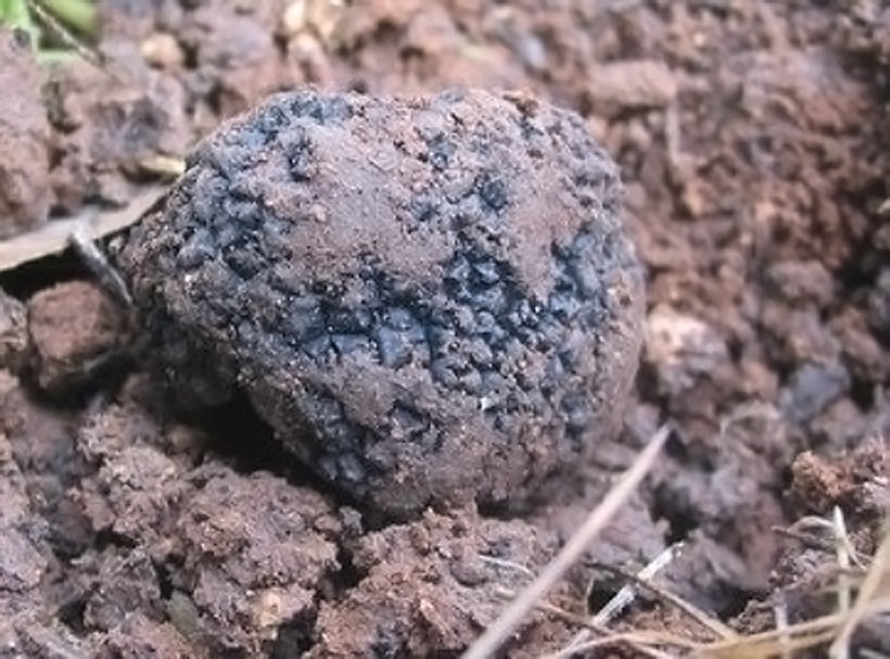 Tuber aestivum - Scorzone - Tartufo Nero Estivo