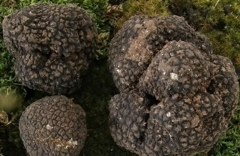 Tuber aestivum - Scorzone