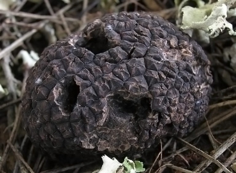 tuber-melanosporum_1-768x563.jpg