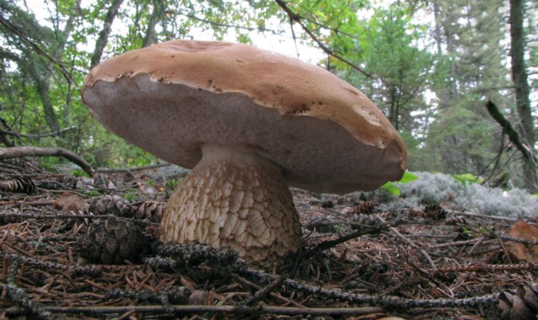 Есть гриб желчный. Ложный Боровик белый гриб. Ложный Боровик, желчный гриб. Горчак, ложный белый гриб. Боровик и горчак.