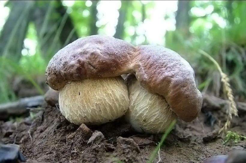 Boletus aestivalis - Porcino Estatino