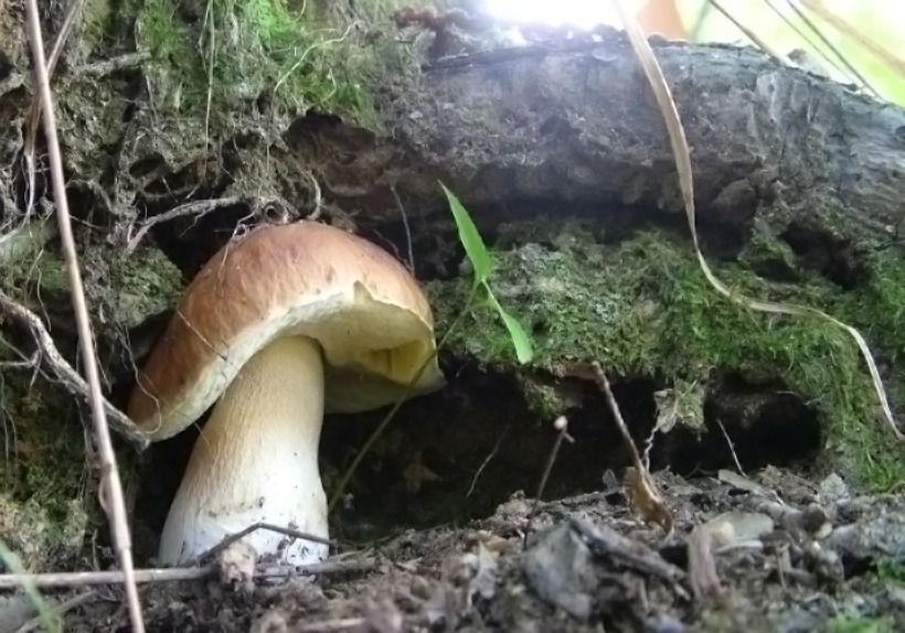 Boletus aestivalis - Porcino Estatino