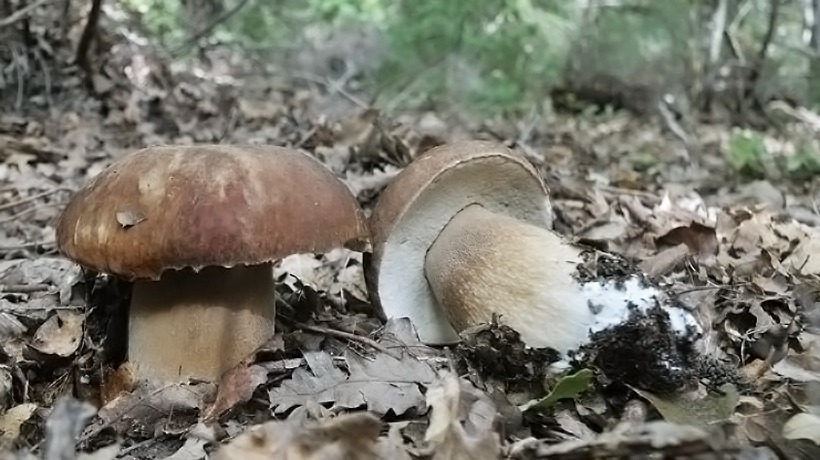 Boletus aestivalis - Porcino Estatino