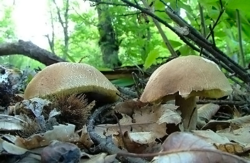 Boletus aestivalis - Porcino Estatino