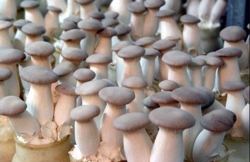 substrato per funghi cardoncelli