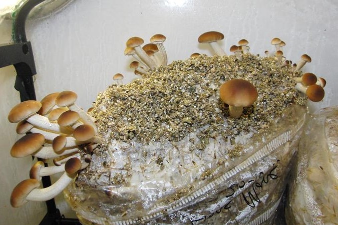substrato per funghi pioppini