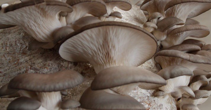 balle di funghi pleurotus