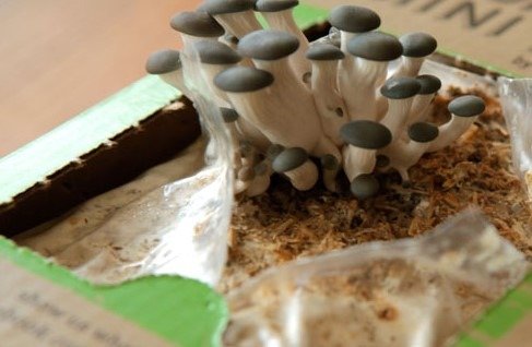 balle di funghi