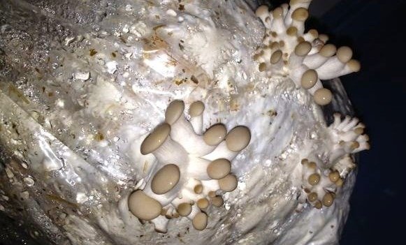 balle funghi pleurotus ostreatus