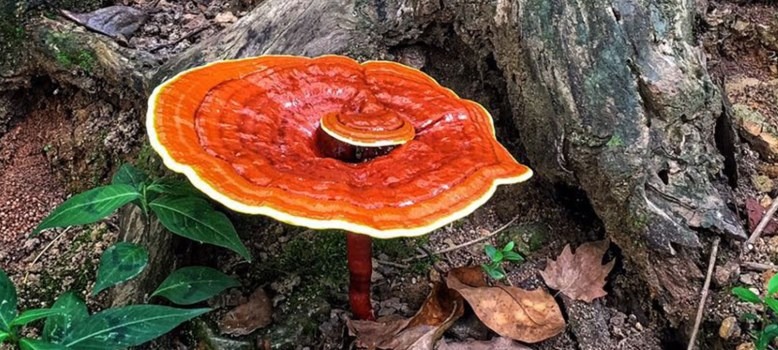 benefici reishi fungo reishi