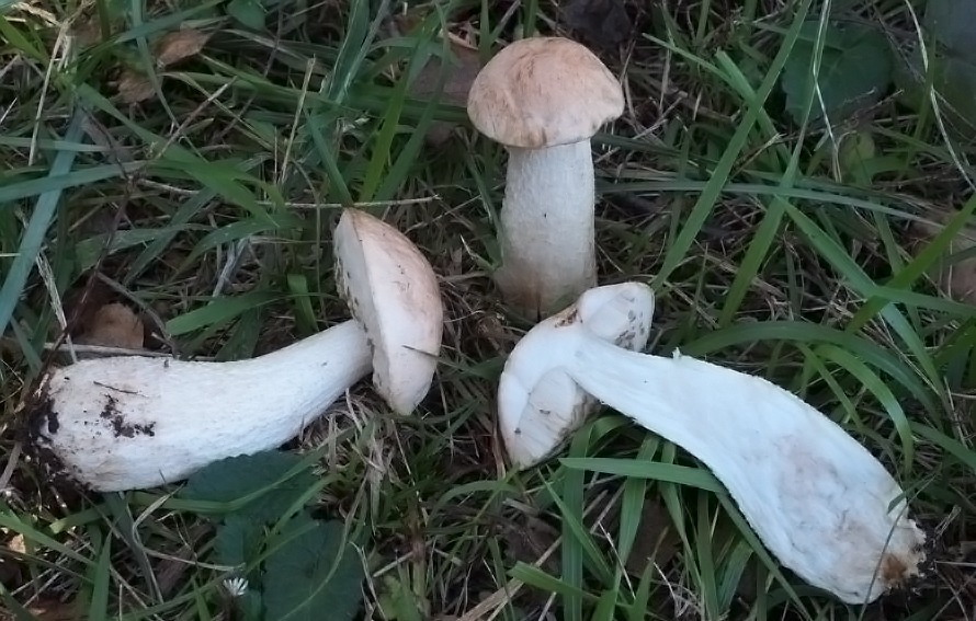 Leccinum scabrum - Porcinello grigio - fungo leccino