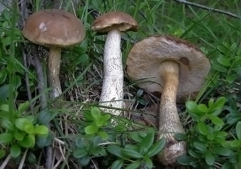 Leccinum scabrum - Porcinello grigio - fungo leccino