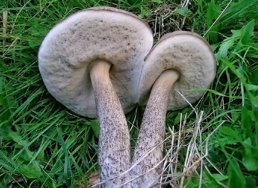 Leccinum scabrum - Porcinello grigio - fungo leccino