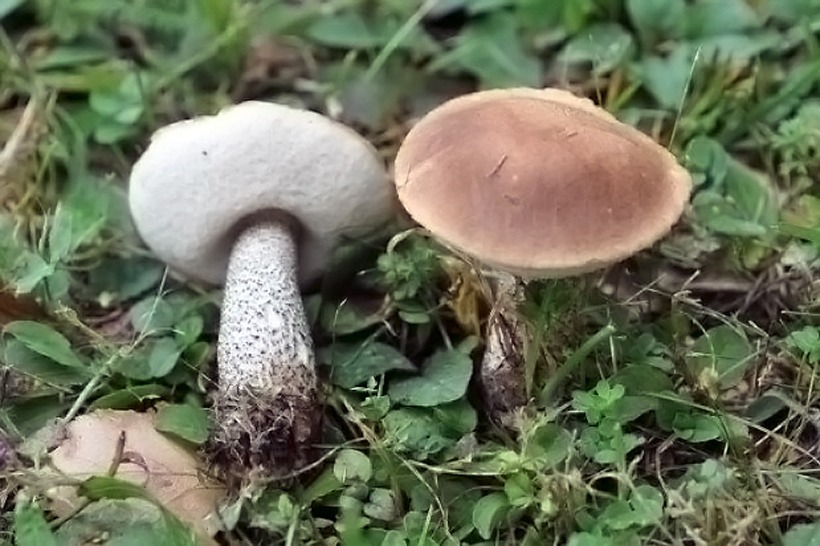 Leccinum scabrum - Porcinello grigio - fungo leccino