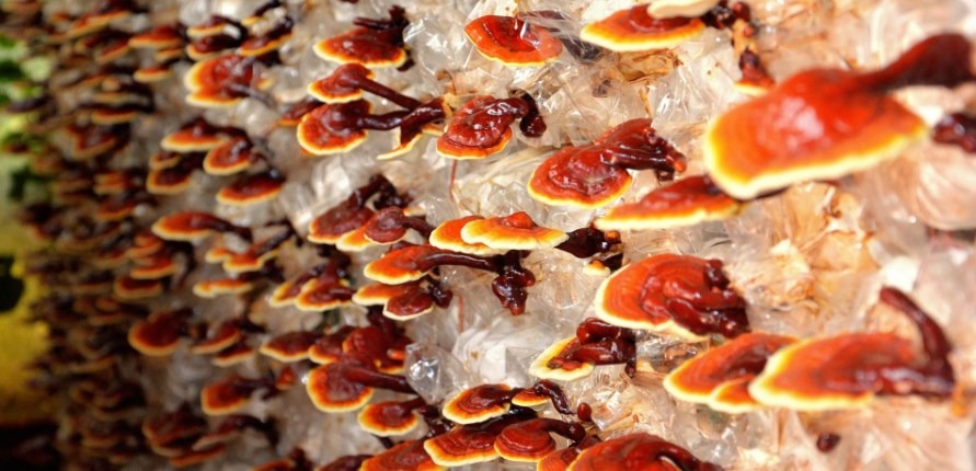 reishi benefici reishi e cancro