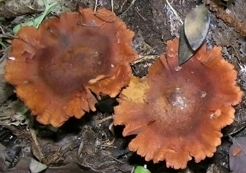 Cortinarius orellanus - Cortinario orellano