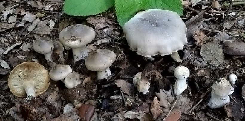 Clitocybe nebularis - Fungo delle nebbie - fungo cardinale gelone ordinale