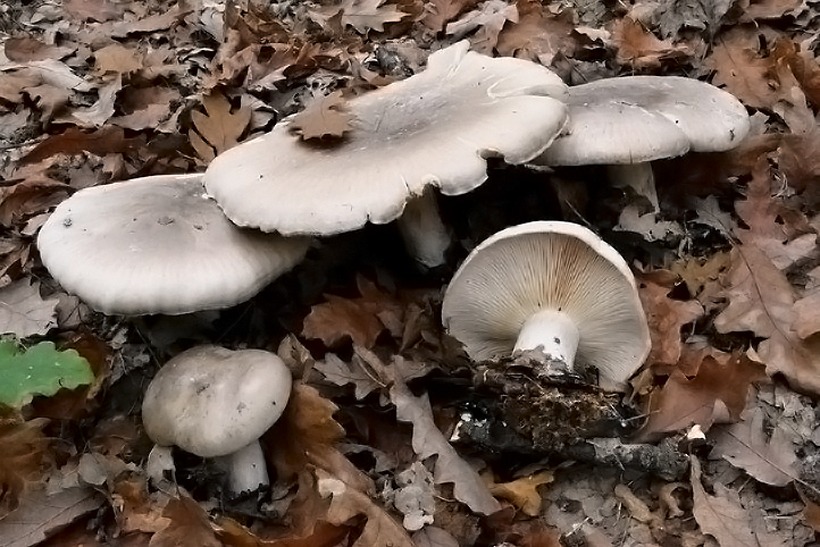 Clitocybe nebularis - Fungo delle nebbie - fungo cardinale gelone ordinale