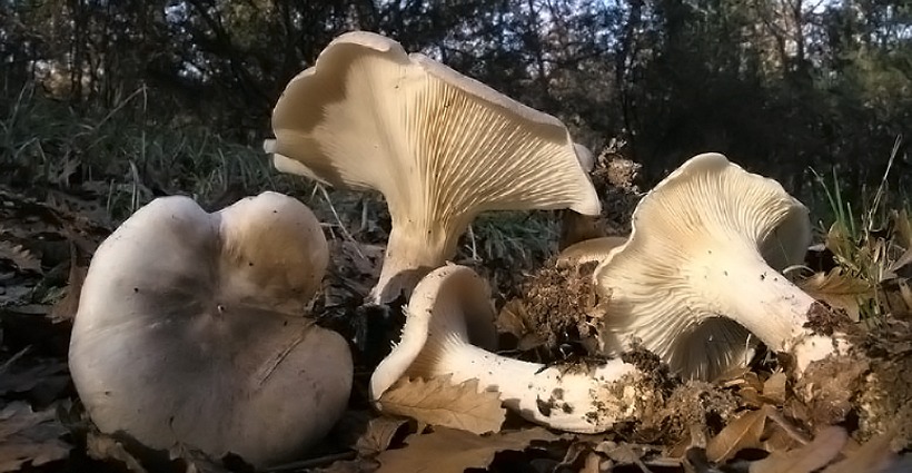 Clitocybe nebularis - Fungo delle nebbie - fungo cardinale gelone ordinale