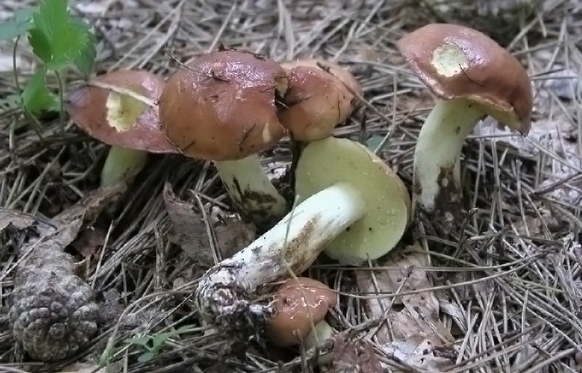 Suillus granulatus - Fungo pinarello - pinarolo