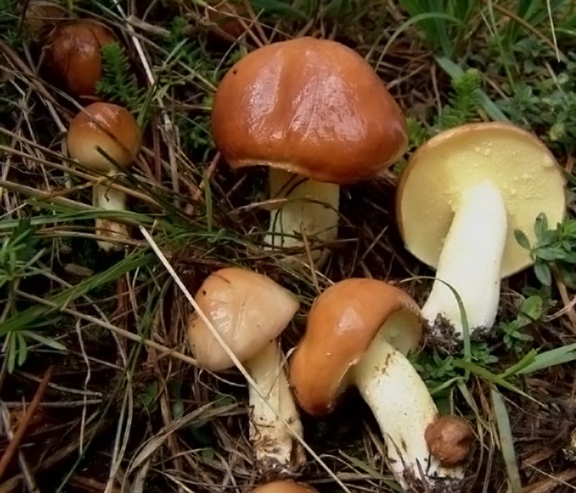 Suillus granulatus - Fungo pinarello - pinarolo