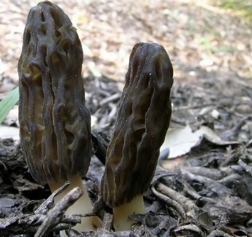 Morchella conica - Spugnola di primavera