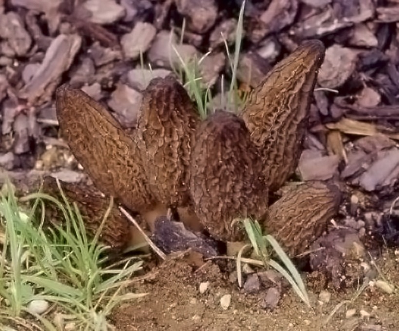 Morchella conica - Spugnola di primavera