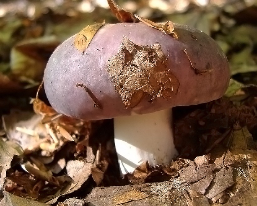 Russula cyanoxantha - Colombina maggiore - fungo russula