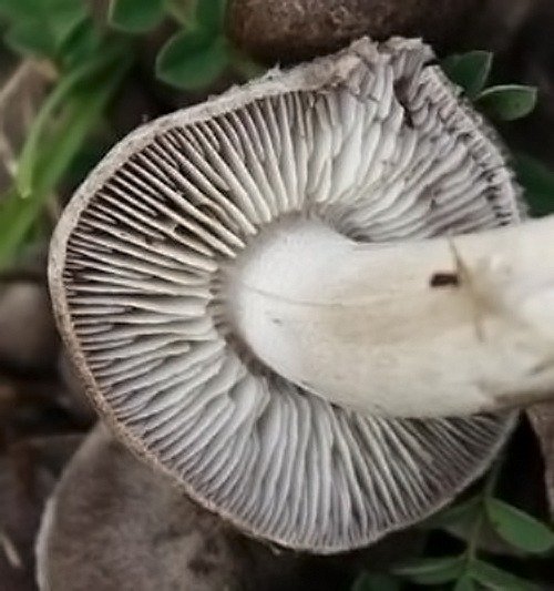 Tricholoma terreum - Moretta