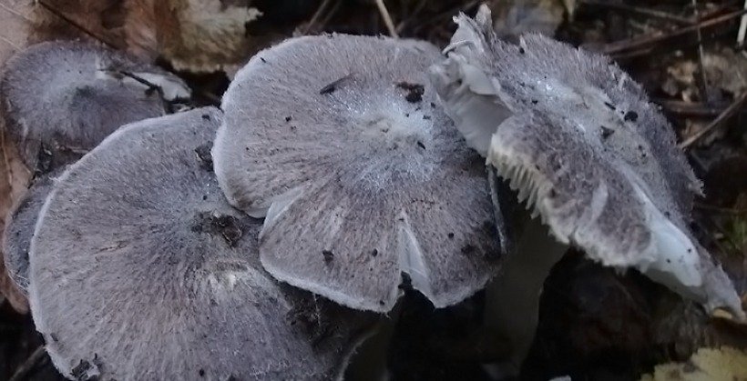 Tricholoma terreum - Moretta